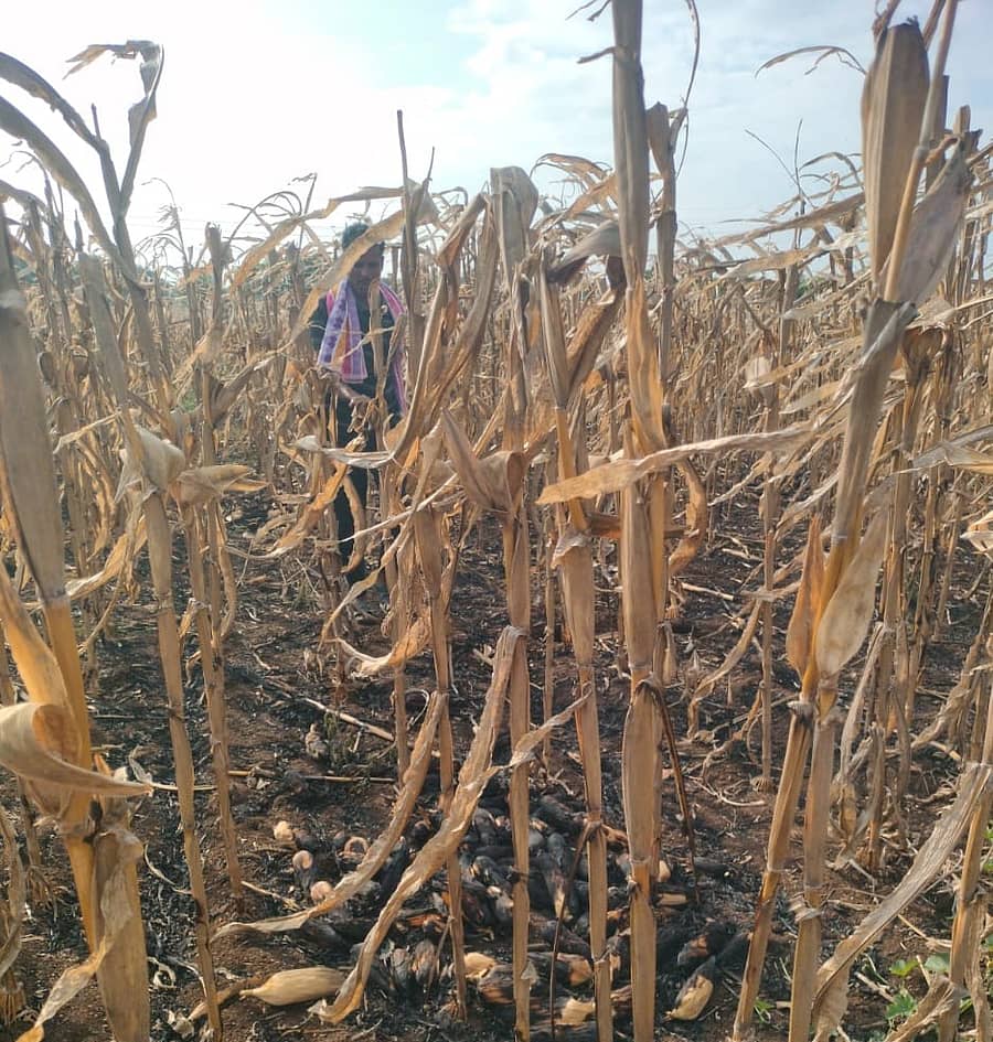 ಜಗಳೂರು ತಾಲ್ಲೂಕಿನ ಕಟ್ಟಿಗೆಹಳ್ಳಿ ಗ್ರಾಮದ ಜಮೀನಿನಲ್ಲಿ ವಿದ್ಯುತ್ ಶಾರ್ಟ್ ಸರ್ಕೀಟ್ ನಿಂದಾಗಿ ಮೆಕ್ಕೆಜೋಳ ಹೊಲ ಬೆಂಕಿಗೆ ಆಹುತಿಯಾಗಿದೆ.