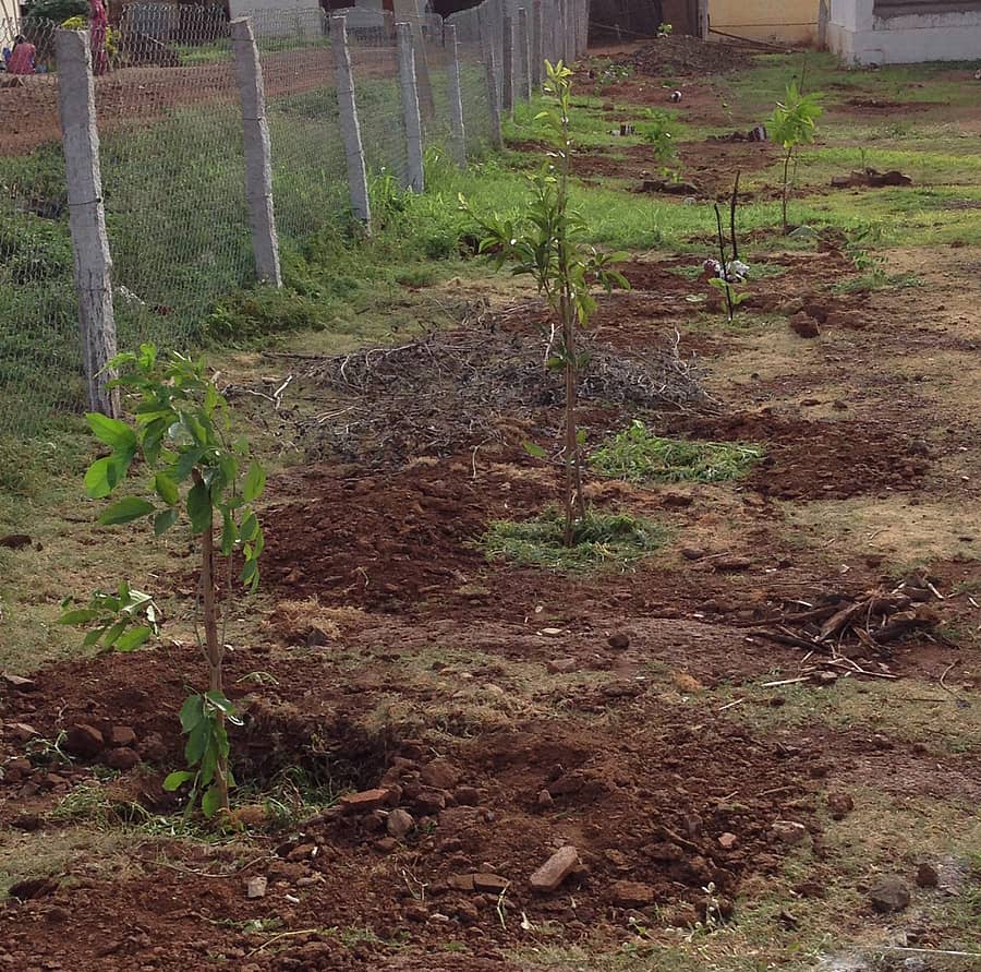 ನರೇಗಾ ಯೋಜನೆಯಡಿ ಅರಣ್ಯ ಇಲಾಖೆ ವತಿಯಿಂದ ಕಳೆದ ವರ್ಷ ರೈತರ ಜಮೀನಿನಲ್ಲಿ ಔಷಧೀಯ ಸಸ್ಯಗಳನ್ನು ನಾಟಿ ಮಾಡಿರುವುದು (ಸಂಗ್ರಹ)  