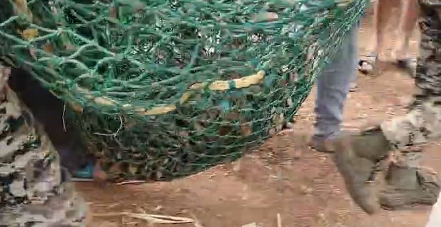 <div class="paragraphs"><p>ಹುಲಿ ಮರಿ ಸೆರೆ</p></div>