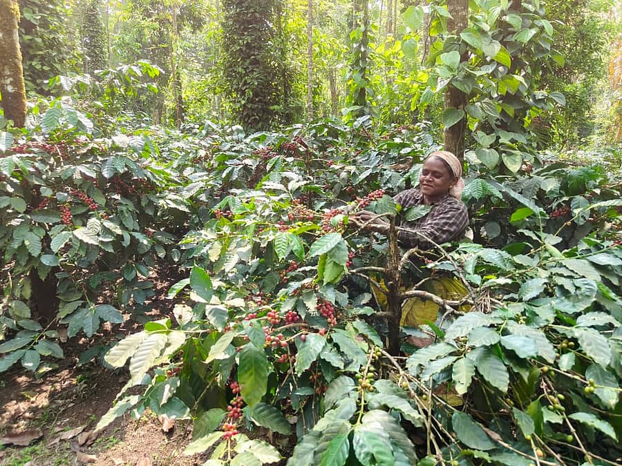 ಆಲ್ದೂರು ಬಳಿ ಕಾಫಿ ತೋಟದಲ್ಲಿ ಹಣ್ಣು ಕೊಯ್ಲು ಮಾಡುತ್ತಿರುವ ಕಾರ್ಮಿಕ ಮಹಿಳೆ         
ಪ್ರಜಾವಾಣಿ ಚಿತ್ರ: ಜೋಸೆಫ್ ಎಂ.ಆಲ್ದೂರು