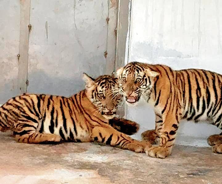 ಹುಣಸೂರು ತಾಲ್ಲೂಕಿನ ಗೌಡನಕಟ್ಟೆ ಗ್ರಾಮದಲ್ಲಿ ಸೆರೆಯಾದ ಹುಲಿ ಮರಿಗಳು