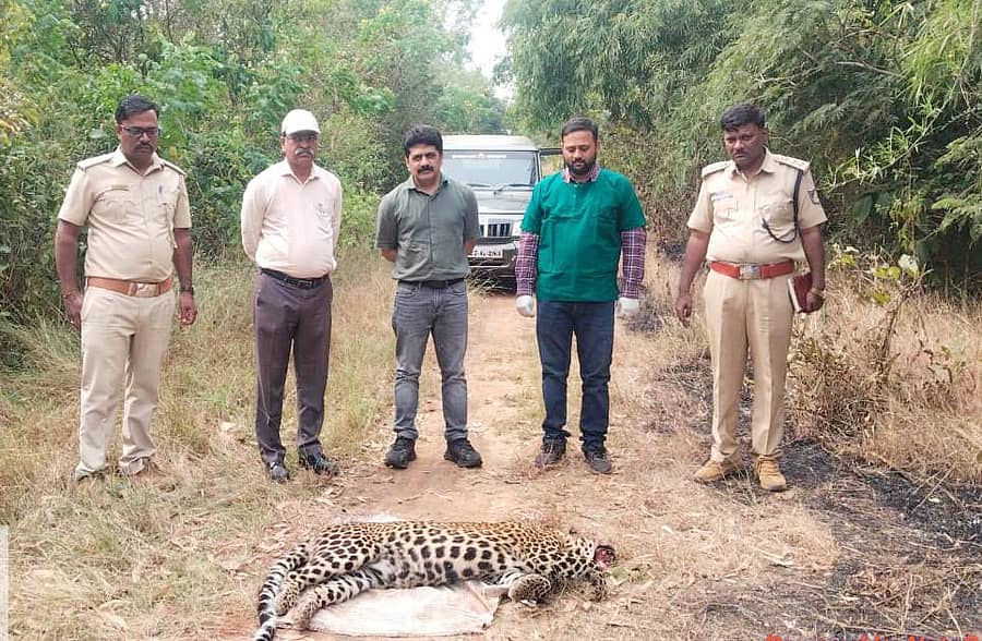 ಶಿಗ್ಗಾವಿ ತಾಲ್ಲೂಕಿನ ಕೋಣನಕೇರಿ ಗ್ರಾಮದ ಗೌರಿ ಕಟ್ಟೆಕೆರೆ ಹತ್ತಿರದ ಅರಣ್ಯ ಪ್ರದೇಶದ ಮೃತ ಚಿರತೆ ಕಳೆಬರವನ್ನು ಪಶುವೈದ್ಯರು, ಅರಣ್ಯ ಅಧಿಕಾರಿಗಳು ಶನಿವಾರ ಪರಿಶೀಲಿಸಿದರು