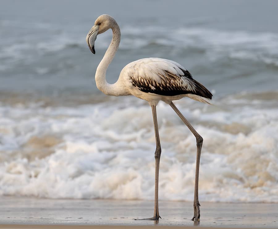 ಸಾಸ್ತಾನ ಕೋಡಿ ಕಡಲ ತೀರದಲ್ಲಿ ಕಂಡು ಬಂದಿರುವ ಗ್ರೇಟರ್ ಫ್ಲೆಮಿಂಗೊ