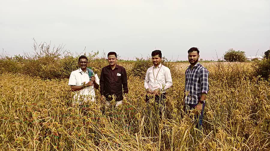 ನುಗ್ಗೇಹಳ್ಳಿ ಹೋಬಳಿಯ ಸಮುದ್ರವಹಳ್ಳಿ ಗ್ರಾಮದ ಪ್ರಗತಿಪರ ರೈತ ಹಾಗೂ ತಾಲೂಕು ರೈತ ಸಂಘದ ಅಧ್ಯಕ್ಷ ಎಸ್.ಎಸ್. ರಾಮಚಂದ್ರು 2 ಎಕರೆ ಪ್ರದೇಶದಲ್ಲಿ ಬೆಳೆದಿದ್ದ ಕೆಎಂಆರ್ 630 ರಾಗಿ ತಳಿಯನ್ನು ಹೋಬಳಿ ಕೃಷಿ ಅಧಿಕಾರಿ ಜಿ. ವಿ. ದಿನೇಶ್ ವೀಕ್ಷಿಸಿದರು