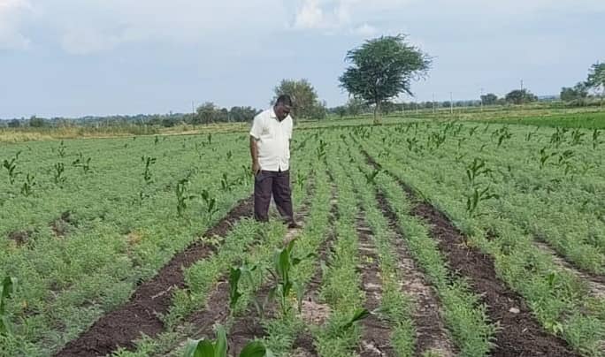 ನರಗುಂದ ತಾಲ್ಲೂಕಿನ ಜಮೀನುಗಳಲ್ಲಿನ ಕಡಲೆ ಬೆಳೆಗೆ ಬಂದ ರೋಗವನ್ನು ಸಹಾಯಕ ಕೃಷಿ ನಿರ್ದೇಶಕ ಎಂ.ಎಸ್. ಕುಲಕರ್ಣಿ ಪರಿಶೀಲಿಸಿದರು