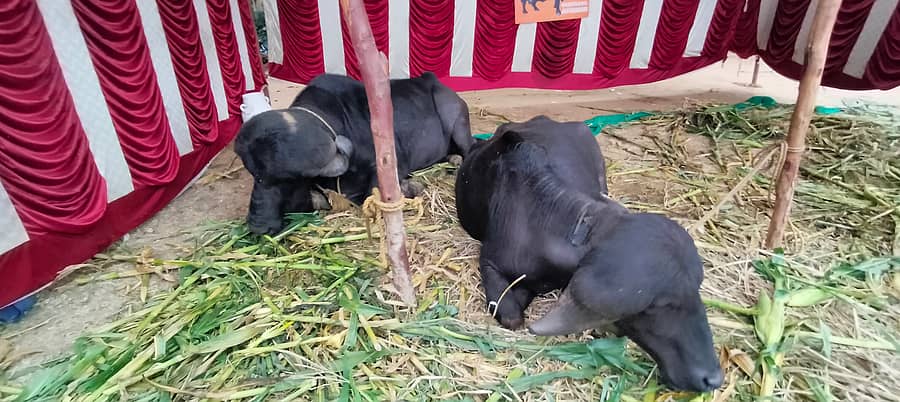 ಕೃಷಿ ಮೇಳದಲ್ಲಿ ವಿಶೇಷ ತಳಿ ಎಮ್ಮೆ ಮತ್ತು ಕೋಣ
