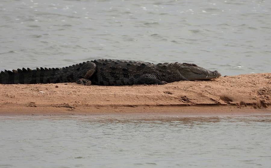 ಮಾನ್ವಿ ತಾಲ್ಲೂಕಿನ ಮದ್ಲಾಪುರ ಗ್ರಾಮದ ತುಂಗಭದ್ರಾ ನದಿದಡದಲ್ಲಿ ಮೊಸಳೆ ಪ್ರತ್ಯಕ್ಷವಾಗಿರುವುದು 
