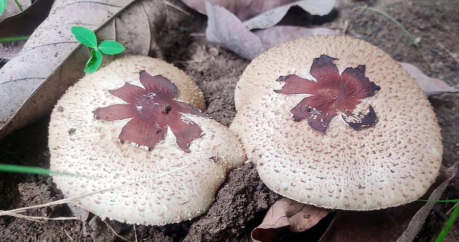 ಯಳಂದೂರು ತಾಲ್ಲೂಕಿನ ಬೆಟ್ಟ, ಗುಡ್ಡ, ಹೊಲ, ಗದ್ದೆಗಳ ಬದಿಗಳಲ್ಲಿ ಕಾಣಸಿಗುವ ಅಣಬೆ