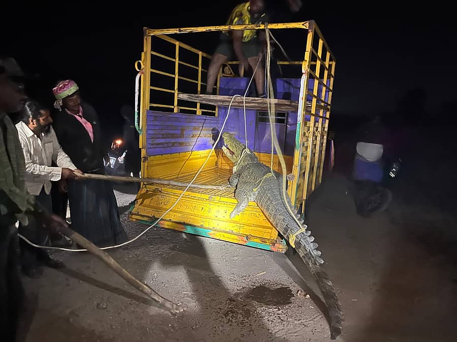 ನಿಡಗುಂದಿ ತಾಲ್ಲೂಕಿನ ಅರೇಶಂಕರ ಗ್ರಾಮದಲ್ಲಿ ಭಾನುವಾರ ರಾತ್ರಿ ಪ್ರತ್ಯಕ್ಷವಾದ ಮೊಸಳೆಯನ್ನು ಅರಣ್ಯಾಧಿಕಾರಿಗಳು ಹಾಗೂ ಸಿಬ್ಬಂದಿ ಗ್ರಾಮಸ್ಥರ ಸಹಕಾರದೊಂದಿಗೆ‌‌ ಮೊಸಳೆ‌ ಸೆರೆ ಹಿಡಿದು ಕೃಷ್ಣಾ ನದಿ ‌ಹಿನ್ನೀರಿಲ್ಲಿ ಬಿಡಲಾಯಿತು