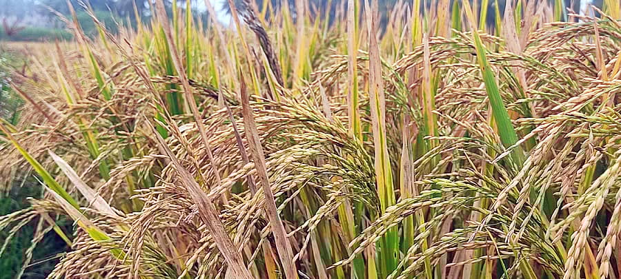 ಯಳಂದೂರು ತಾಲ್ಲೂಕಿನ ಅಂಬಳೆಯಲ್ಲಿ ಕಟಾವಿನ ಹಂತದಲ್ಲಿರುವ ಭತ್ತದ ಬೆಳೆ