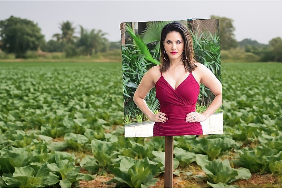 ಬೆಳೆಗಳ ‘ಕಣ್ಣು’ ಕಾವಲಿಗೆ ನಿಂತ ಪೋರ್ನ್ ಸುಂದರಿ;  ರೈತರ ಪ್ರಯೋಗ ಯಶಸ್ವಿ!