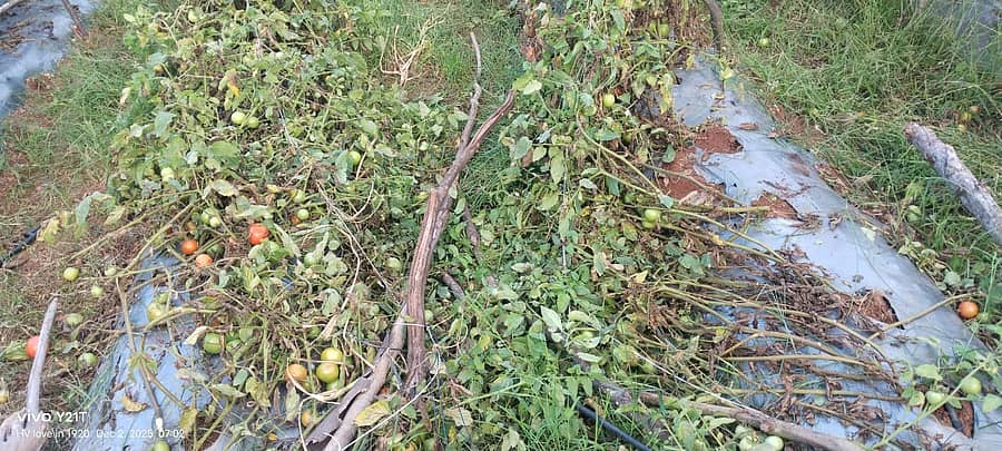 ಬಂಗಾರಪೇಟೆ ತಾಲ್ಲೂಕಿನ ಸಾಕರಸನಹಳ್ಳಿ ಗ್ರಾಮದ ರೈತ ಬಸಪ್ಪ ಅವರ ಟೊಮೆಟೊ ಬೆಳೆಯನ್ನು ಆನೆಗಳು ನಾಶಗೊಳಿಸಿರುವುದು