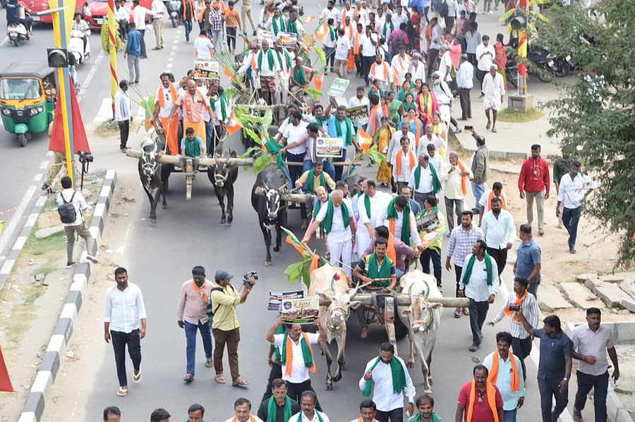 ರಾಜ್ಯದಲ್ಲಿ ಬೆಳೆ ಹಾನಿ ಮರು ಸಮೀಕ್ಷೆ ನಡೆಸುವಂತೆ ಆಗ್ರಹಿಸಿ ಬಿಜೆಪಿ ಕಾರ್ಯಕರ್ತರು ತುಮಕೂರು ಶಾಸಕ ಸುರೇಶ್ಗೌಡ ನೇತೃತ್ವದಲ್ಲಿ ಬಿಜೆಪಿ ಕಾರ್ಯಕರ್ತರು ಮಂಡ್ಯ ನಗರದಲ್ಲಿ ಎತ್ತಿನಗಾಡಿ ಮೆರವಣಿಗೆ ನಡೆಸಿದರು