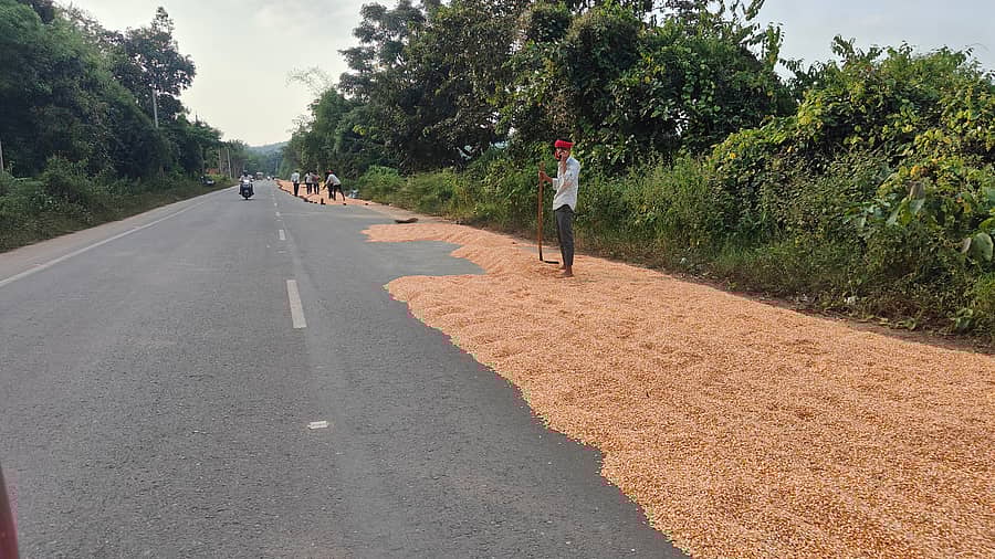 ಹಾವೇರಿ ಜಿಲ್ಲೆಯ ಶಿಗ್ಗಾವಿ ತಾಲ್ಲೂಕಿನ ಕೋಣನಕೇರಿ ಬಳಿ ತಡಸ–ಶಿವಮೊಗ್ಗ ರಾಜ್ಯ ಹೆದ್ದಾರಿಯಲ್ಲಿ ರೈತರು ಒಣಗಲು ಹಾಕಿರುವ ಮೆಕ್ಕೆಜೋಳ