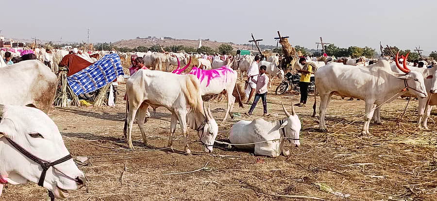 ಹೊರ್ತಿಯ ರೇವಣಸಿದ್ಧೇಶ್ವರ ಜಾತ್ರೆಯಲ್ಲಿ ಜಾನುವಾರು ಮಾರಾಟ ಮತ್ತು ಪ್ರದರ್ಶನದಲ್ಲಿ ಸೇರಿದ್ದ ಜಾನುವಾರುಗಳು
