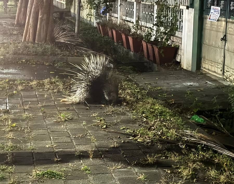 ಕುವೆಂಪು ನಗರದ ನ್ಯೂ ಕಾಂತ ರಾಜ ಅರಸ್ ರಸ್ತೆಯಲ್ಲಿ ರಸ್ತೆ ದಾಟುತ್ತಿದ್ದ ಮುಳ್ಳುಹಂದಿಗೆ ವಾಹನ ಡಿಕ್ಕಿಯಾಗಿ ಗಾಯಗೊಂಡಿರುವುದು