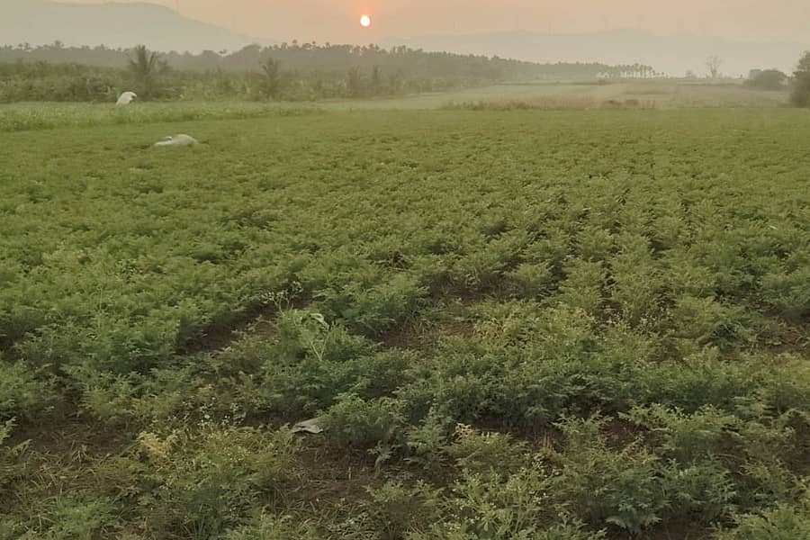 ಚನ್ನಗಿರಿ ತಾಲ್ಲೂಕು ಬೊಮ್ಮೇನಹಳ್ಳಿ ಗ್ರಾಮದ ರೈತರೊಬ್ಬರು 10 ಎಕರೆ ಪ್ರದೇಶದಲ್ಲಿ ಹಿಂಗಾರು ಹಂಗಾಮಿನ ಕಡಲೆ ಬೆಳೆ ಬಿತ್ತನೆ ಮಾಡಿದ್ದು, ಸಮೃದ್ಧವಾಗಿ ಬೆಳೆದು ನಿಂತಿರುವುದು.