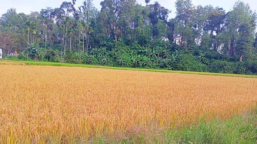 ನಾಪೋಕ್ಲು ವ್ಯಾಪ್ತಿಯಲ್ಲಿ ಭತ್ತದ ಗದ್ದೆಗಳು ಕೊಯ್ಲಿಗೆ ಸಿದ್ಧವಾಗಿವೆ.