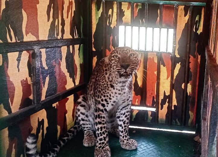 ರಟ್ಟೀಹಳ್ಳಿ ತಾಲ್ಲೂಕಿನ ಕಡೂರು ಗ್ರಾಮದ ಹೊರವಲಯದಲ್ಲಿ ಇಡಲಾಗಿದ್ದ ಬೋನಿನಲ್ಲಿ ಚಿರತೆ ಸೆರೆ ಸಿಕ್ಕಿರುವುದು.