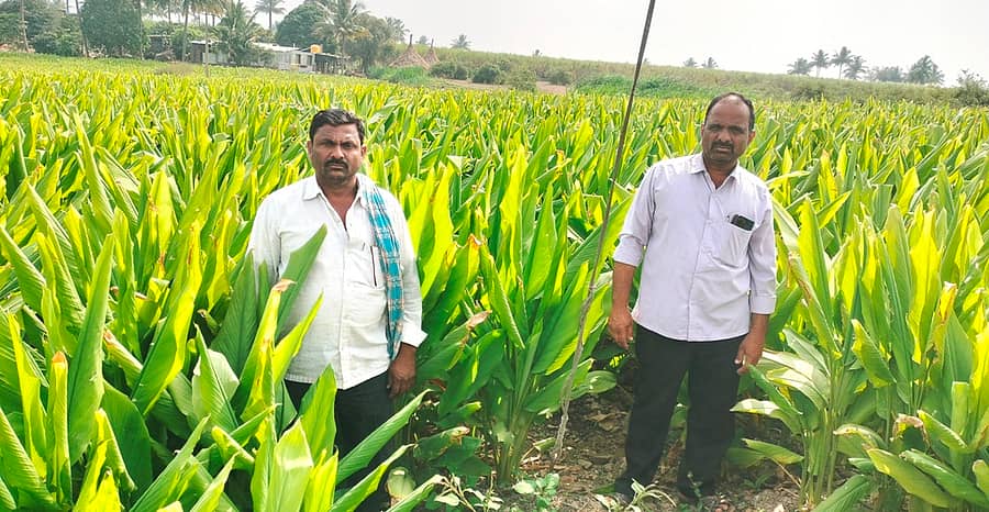 ಜಮಖಂಡಿ: ತಾಲ್ಲೂಕಿನ ಮರೆಗುದ್ದಿ ಗ್ರಾಮದ ಬಾಳಪ್ಪ ಹಾಗೂ ಮಲ್ಲಪ್ಪ ಸಿದ್ರಾಮಪ್ಪ ಕಂಬಾರ ಸಹೋದರರು ಬೆಳೆದಿರುವ ಅರಿಷಿನ