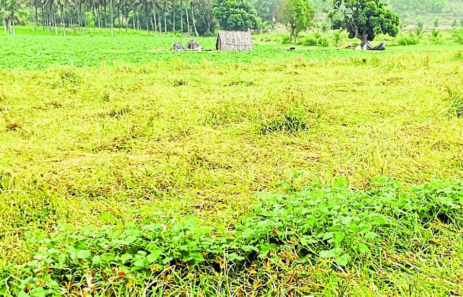 <div class="paragraphs"><p>ಹಳೇಬೀಡು ಸಮೀಪದ ಭಂಡಾರಿಕಟ್ಟೆ ಗ್ರಾಮದಲ್ಲಿ ಗುರುವಾರ ಸಂಜೆ ಸುರಿದ ಮಳೆಗೆ ರಾಗಿ ಬೆಳೆ ನೆಲಕ್ಕೆ ಸಾಗಿದೆ.</p></div>