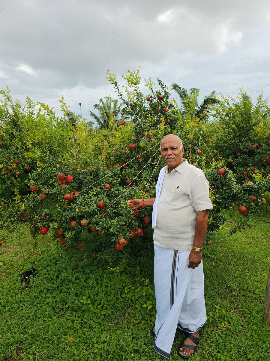 ದಾಳಿಂಬೆ ತೋಟದಲ್ಲಿ ರೈತ ಅಶೋಕ್.