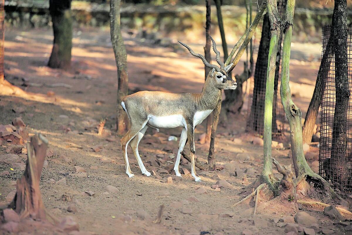 ಬೆಳಗಾವಿ ಕೃಷ್ಣಮೃಗಗಳ ದುರಂತ ಮಾಸುವ ಮುನ್ನವೇ ಮತ್ತೊಂದು ಅವಘಡ: ಇಲ್ಲಿದೆ ಮಾಹಿತಿ