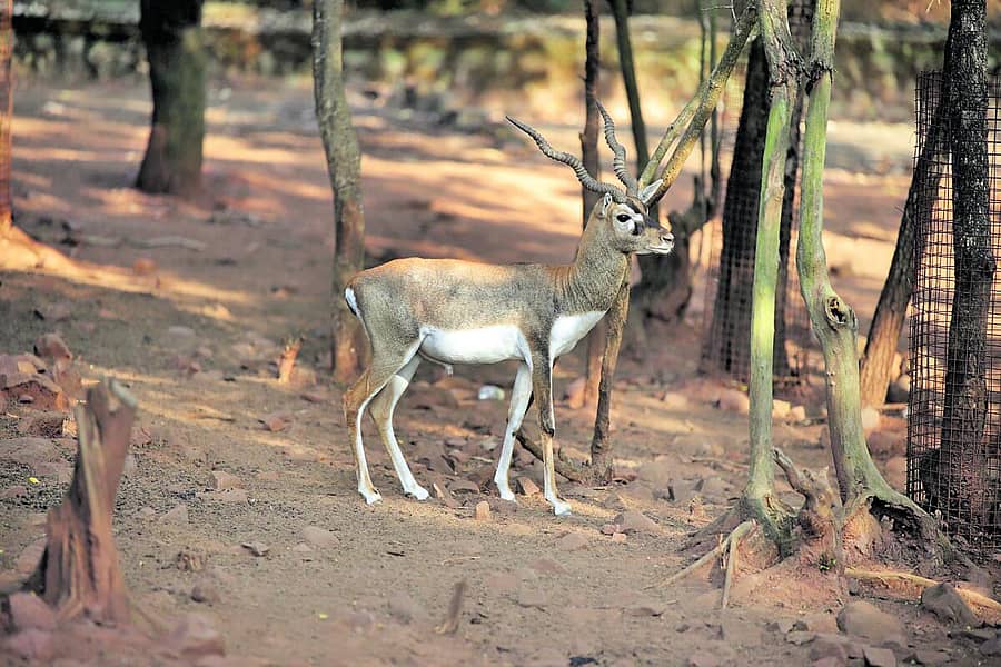 <div class="paragraphs"><p>ಕೃಷ್ಣಮೃಗ (ಸಂಗ್ರಹ ಚಿತ್ರ)</p></div>