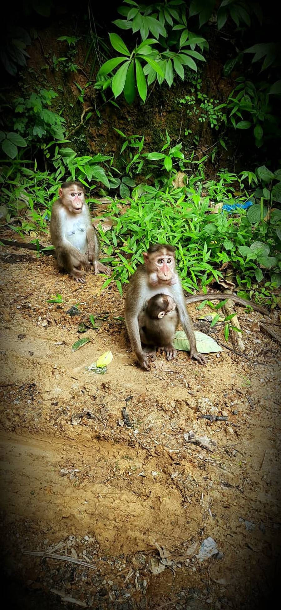 ತೋಟಕ್ಕೆ ನುಗ್ಗಿದ ಮಂಗಗಳು