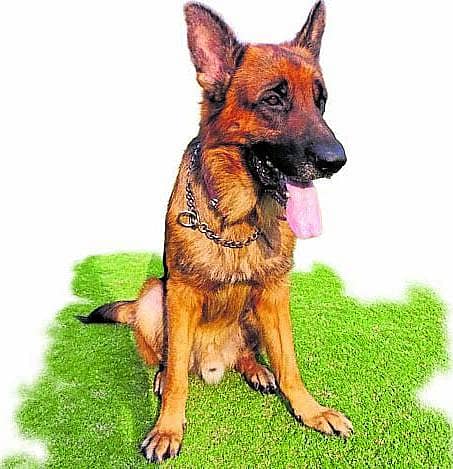 <div class="paragraphs"><p>ಬಾಂಬ್ ಪತ್ತೆ ಶ್ವಾನ ‘ಲಕ್ಕಿ’</p></div>