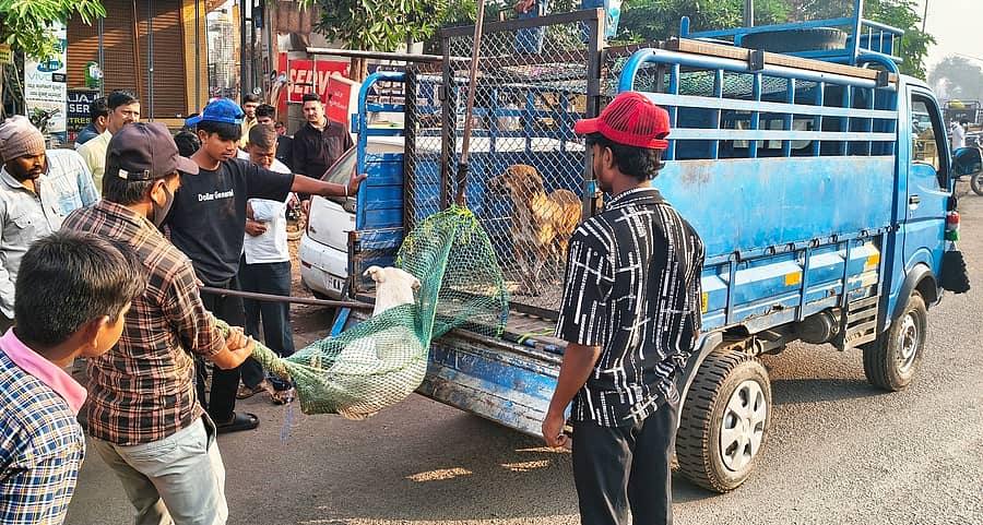 ದೇವರಹಿಪ್ಪರಗಿ ಪಟ್ಟಣದಲ್ಲಿ ಬೀದಿನಾಯಿಗಳಿಗೆ ಸಂತಾನಶಕ್ತಿ ಹರಣ ಚಿಕಿತ್ಸೆ ಹಾಗೂ ಲಸಿಕೆ ನೀಡಲು ಪಟ್ಟಣ ಪಂಚಾಯಿತಿಯಿಂದ ವಿಶೇಷ ತಂಡ ರಚಿಸಿ ಎಬಿಸಿ ಕೇಂದ್ರಗಳಿಗೆ ಸಾಗಿಸಲಾಯಿತು