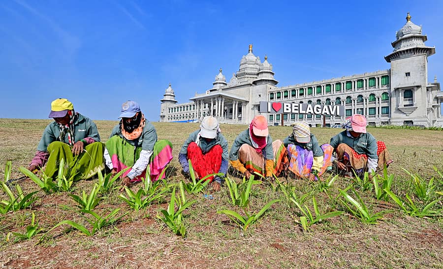 ಬೆಳಗಾವಿಯ ಸುವರ್ಣ ವಿಧಾನಸೌಧ ಆವರಣದಲ್ಲಿ ಮಹಿಳಾ ಕಾರ್ಮಿಕರು ಭಾನುವಾರ ತಮ್ಮ ಕೆಲಸದಲ್ಲಿ ತೊಡಗಿದ್ದರುಪ್ರಜಾವಾಣಿ ಚಿತ್ರ: ರಂಜು ಪಿ.