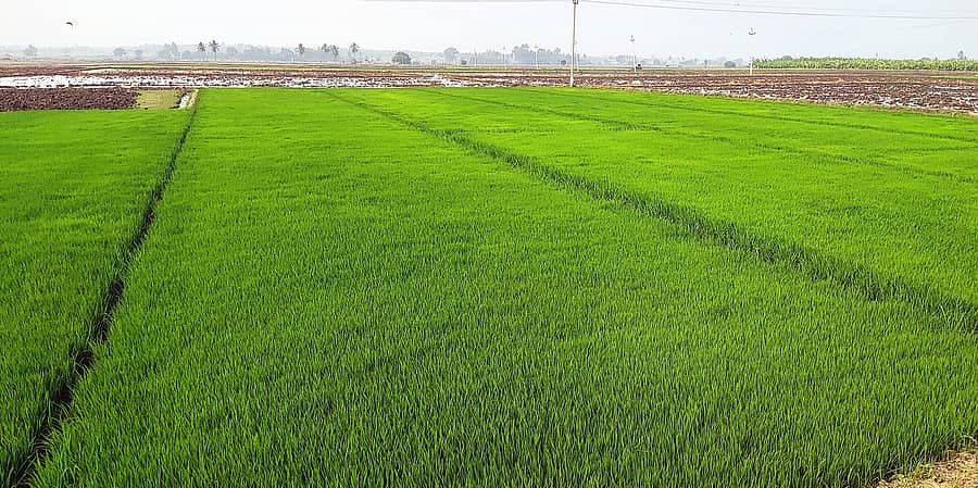 ಕಂಪ್ಲಿ ತಾಲ್ಲೂಕು ತುಂಗಭದ್ರಾ ನದಿ ವ್ಯಾಪ್ತಿಯ ಸಣಾಪುರ ಗ್ರಾಮದ ಬಳಿ ಬೇಸಿಗೆ ಹಂಗಾಮಿಗಾಗಿ ಭತ್ತದ ಸಸಿ ಬೆಳೆಯಲಾಗಿದೆ