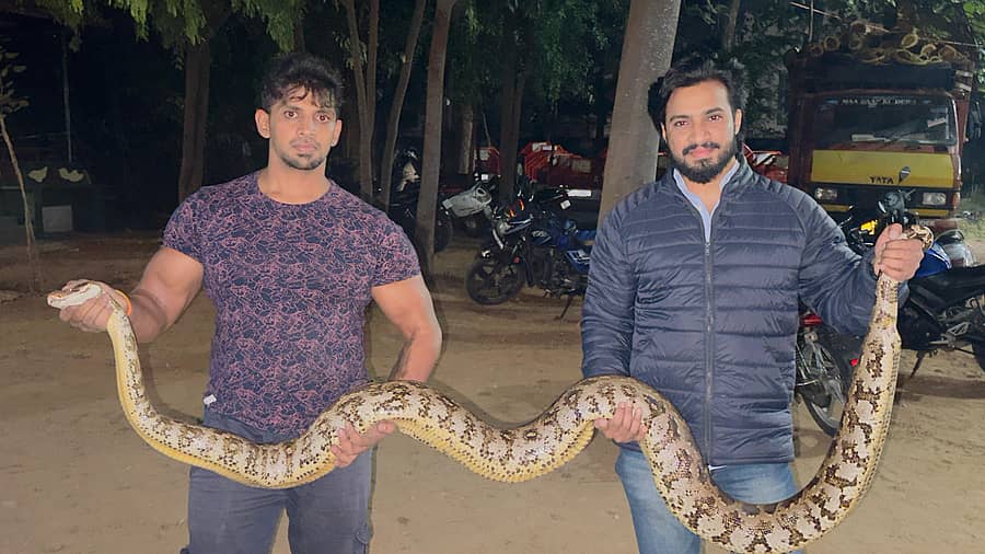 ಕನಕಪುರ ರಾಮನಗರ ರಸ್ತೆಯ ಹೊಸಕೋಟೆಯಲ್ಲಿ ವಾಹನಗಳಿಗೆ ಅಡ್ಡಲಾಗಿ ರಸ್ತೆ ದಾಟುತ್ತಿದ್ದ ಭಾರಿ ಗಾತ್ರದ ಹೆಬ್ಬಾವನ್ನು ಹಿತೈಷಿ ಮತ್ತು ನಿತಿನ್ ರಕ್ಷಣೆ ಮಾಡಿಸಿರುವುದು