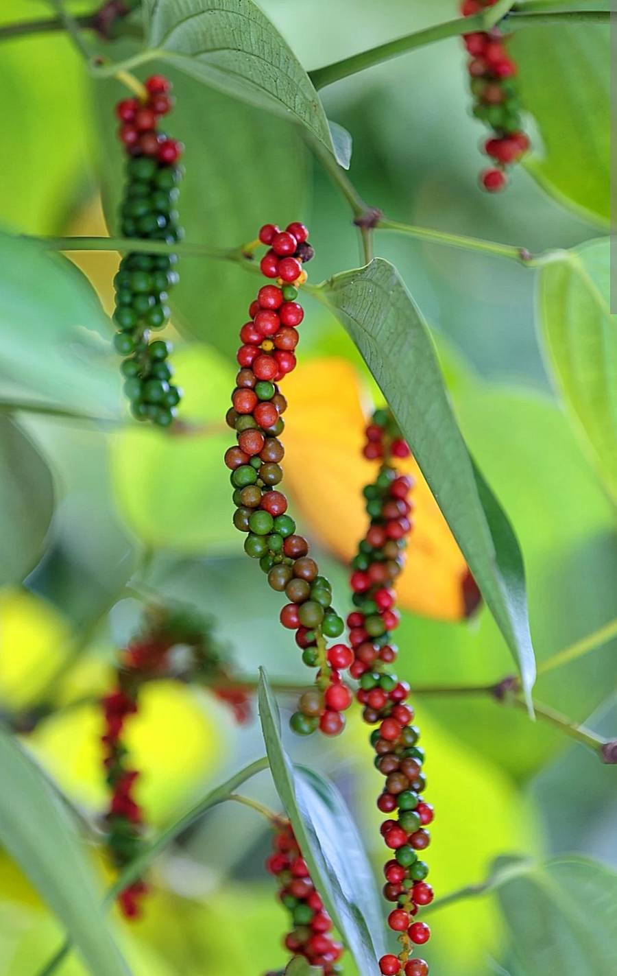 ಕಾಳುಮೆಣಸು (ಪ್ರಾತಿನಿಧಿಕ)