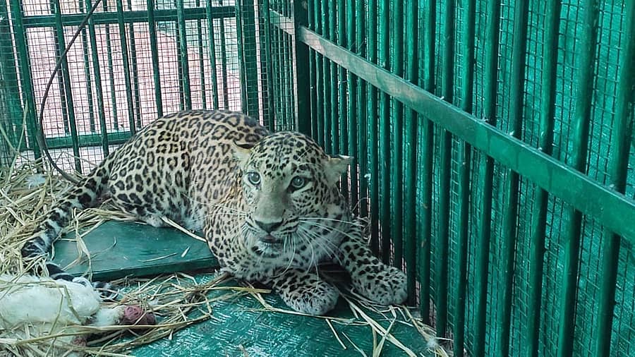 ಮೈಸೂರು ತಾಲ್ಲೂಕಿನ ಹುಯಿಲಾಳು ಗ್ರಾಮದ ತೋಟವೊಂದರಲ್ಲಿ ಅರಣ್ಯ ಇಲಾಖೆಯಿಂದ ಇರಿಸಿದ್ದ ಬೋನಿಗೆ ಬಿದ್ದ ಎರಡೂವರೆ ವರ್ಷದ ಹೆಣ್ಣು ಚಿರತೆ