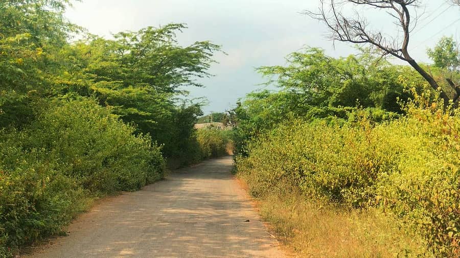 ಲಕ್ಷ್ಮೇಶ್ವರ ತಾಲ್ಲೂಕಿನ ಅಮರಾಪುರ-ಸೂರಣಗಿ ಗ್ರಾಮಕ್ಕೆ ಸಂಪರ್ಕ ಕಲ್ಪಿಸುವ ರಸ್ತೆಯ ಎರಡೂ ಬದಿಯಲ್ಲಿ ಮುಳ್ಳಿನ ಕಂಟಿ ಬೆಳೆದಿವೆ