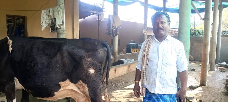 ಚಿರತೆ ದಾಳಿಯಿಂದ ಗಾಯಗೊಂಡ ಹಸುವಿನೊಂದಿಗೆ ರೈತ ನಾಗೇಂದ್ರ