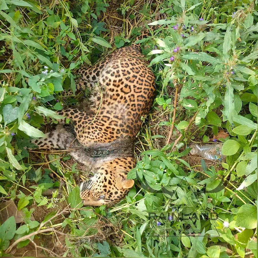 ತಾಳಗುಂದದ ಅರಣ್ಯ ಪ್ರದೇಶದಲ್ಲಿ ಸಾವನ್ನಪ್ಪಿದ ಚಿರತೆ