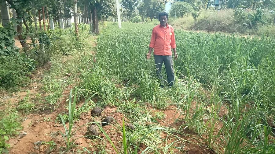 ಹಲಗೂರು ಸಮೀಪದ ಬ್ಯಾಡರಹಳ್ಳಿ ಗ್ರಾಮದ ಸಿದ್ದರಾಮಯ್ಯ ಅವರಿಗೆ ಸೇರಿದ ರಾಗಿ ಫಸಲನ್ನು ಕಾಡಾನೆಗಳು ತುಳಿದು ಹಾನಿ ಮಾಡಿರುವುದು