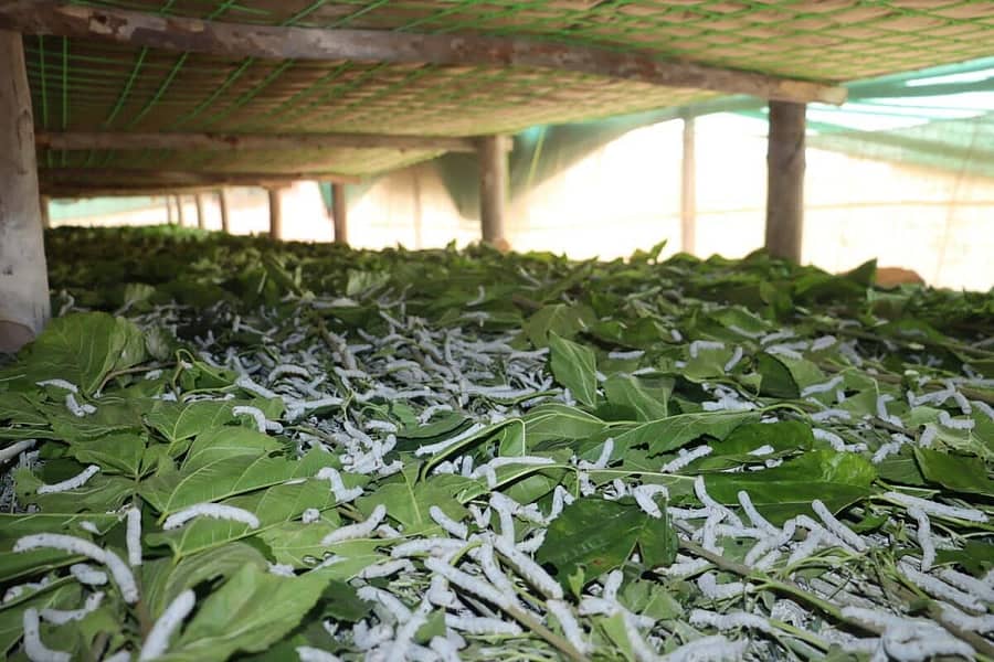 ರೇಷ್ಮೆ ಹುಳು ಸಾಕಣೆ