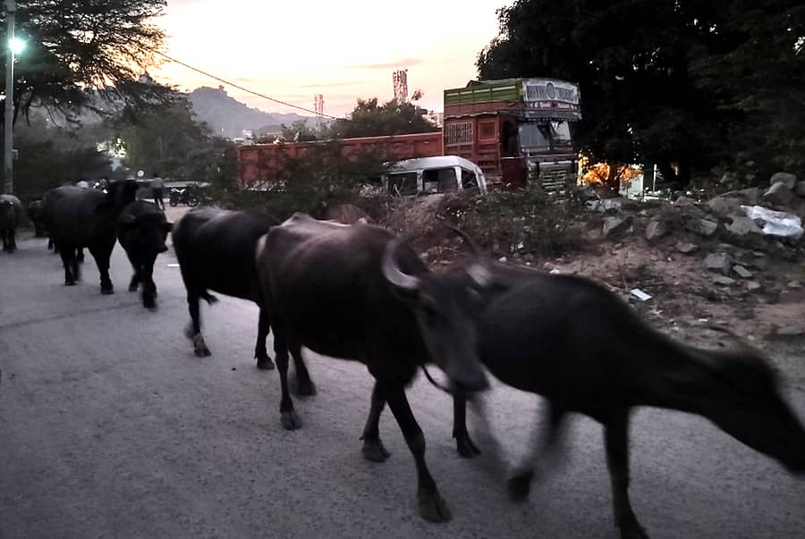 ಸುರಪುರದ ಪೊಲೀಸ್ ಠಾಣೆ ರಸ್ತೆಯಲ್ಲಿ ಸಂಜೆ ಜಾನುವಾರುಗಳು ಸಾಲಾಗಿ ಮನೆಗೆ ಹೊರಟಿರುವ ದೃಶ್ಯ