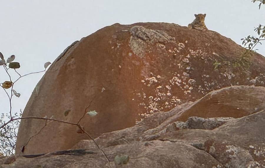 ಕಲ್ಲಿನ ಕೋಟೆಯ ಹೆಬ್ಬಂಡಿಯ ಮೇಲೆ ಚಿರತೆ ಕಾಣಿಸಿಕೊಂಡಿರುವುದು (ಸಂಗ್ರಹ ಚಿತ್ರ)