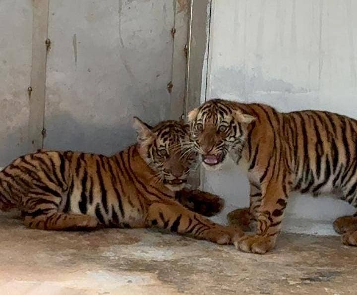 ಗುರುಪುರ ಗ್ರಾಮ ಪಂಚಾಯಿತಿ ವ್ಯಾಪ್ತಿಯ ಗೌಡನಕಟ್ಟೆ ಬಳಿ ಸೆರೆಹಿಡಿದಿದ್ದ ಹುಲಿ ಮರಿಗಳು (ಸಂಗ್ರಹ ಚಿತ್ರ)