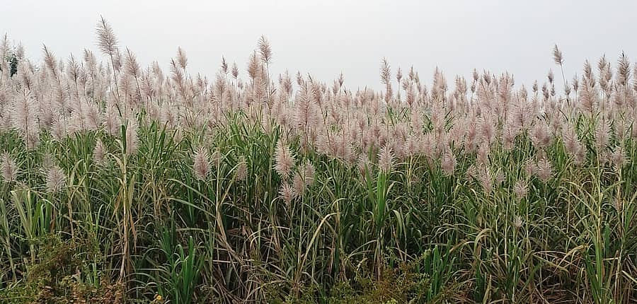 ಜಮಖಂಡಿ: ತಾಲ್ಲೂಕಿನ ಹುಲ್ಯಾಳ ಗ್ರಾಮದ ರೈತರೊಬ್ಬರ ಜಮೀನಿನಲ್ಲಿ ಬೆಳೆದ ಕಬ್ಬು ಗರಿ ತೆಗೆದಿರುವದು.