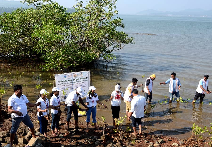 ಕುಮಟಾ ತಾಲ್ಲೂಕಿನ ಕಿಮಾನಿ ಅಘನಾಶಿನಿ ನದಿ ತೀರದಲ್ಲಿ ಕಾಂಡ್ಲಾ ಗಿಡ ನೆಡುವ ಕಾರ್ಯ ಕೈಕೊಳ್ಳಲಾಯಿತು