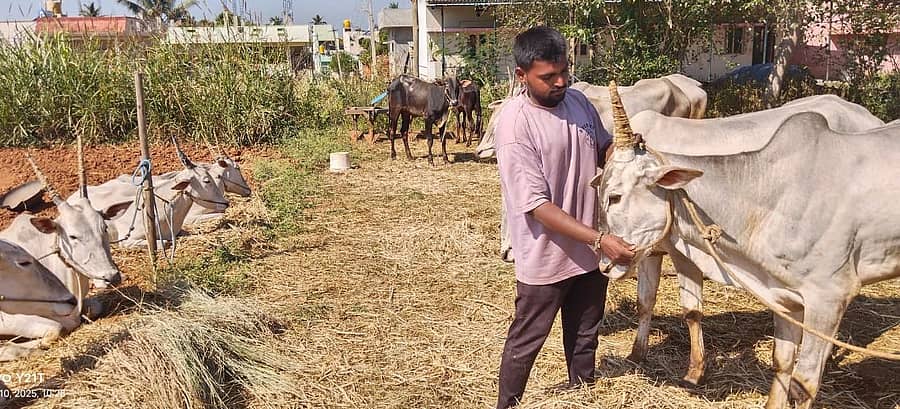 ದೊಡ್ಡಬಳ್ಳಾಪುರ ತಾಲ್ಲೂಕಿನ ಘಾಟಿ ಸುಬ್ರಹ್ಮಣ್ಯ ಕ್ಷೇತ್ರದ ಜಾತ್ರೆಗೆ ಹೊರಡುವ ಮುನ್ನ ಹೋರಿಗಳನ್ನು ಅಣಿಗೊಳಿಸುತ್ತಿರುವ ಆಲಹಳ್ಳಿ ಗ್ರಾಮದ ಯುವ ರೈತ ಯಶವಂತ್