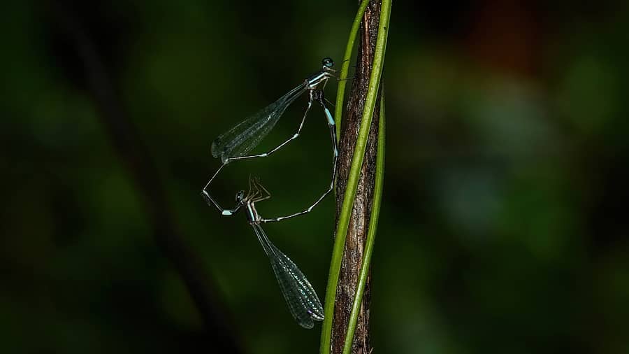 ಪ್ರೊಟೊಸ್ಟಿಕ್ಟ ಸೂರ್ಯಪ್ರಕಾಶಿ ತಳಿಯ ಮಿಲನ
