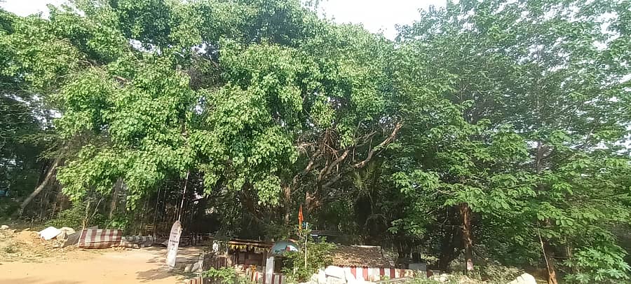 ರೈಲ್ವೆ ಕಾಲೊನಿಯಲ್ಲಿ 371 ಮರಗಳಿರುವ ಪ್ರದೇಶ