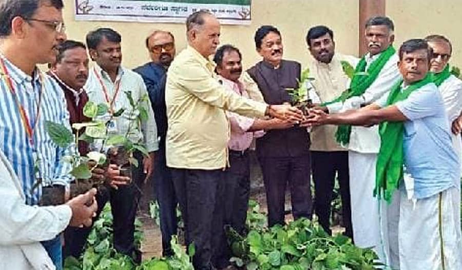 ತ್ಯಾವಣಿಗೆ ಸಮೀಪದ ಕತ್ತಲಗೆರೆ ಕೃಷಿ ವಿವಿ ವತಿಯಿಂದ ರೈತರಿಗೆ ಕಾಫಿ, ಕಾಳು ಮೆಣಸು ಸಸಿ ವಿತರಣೆ ಮಾಡಲಾಯಿತು.